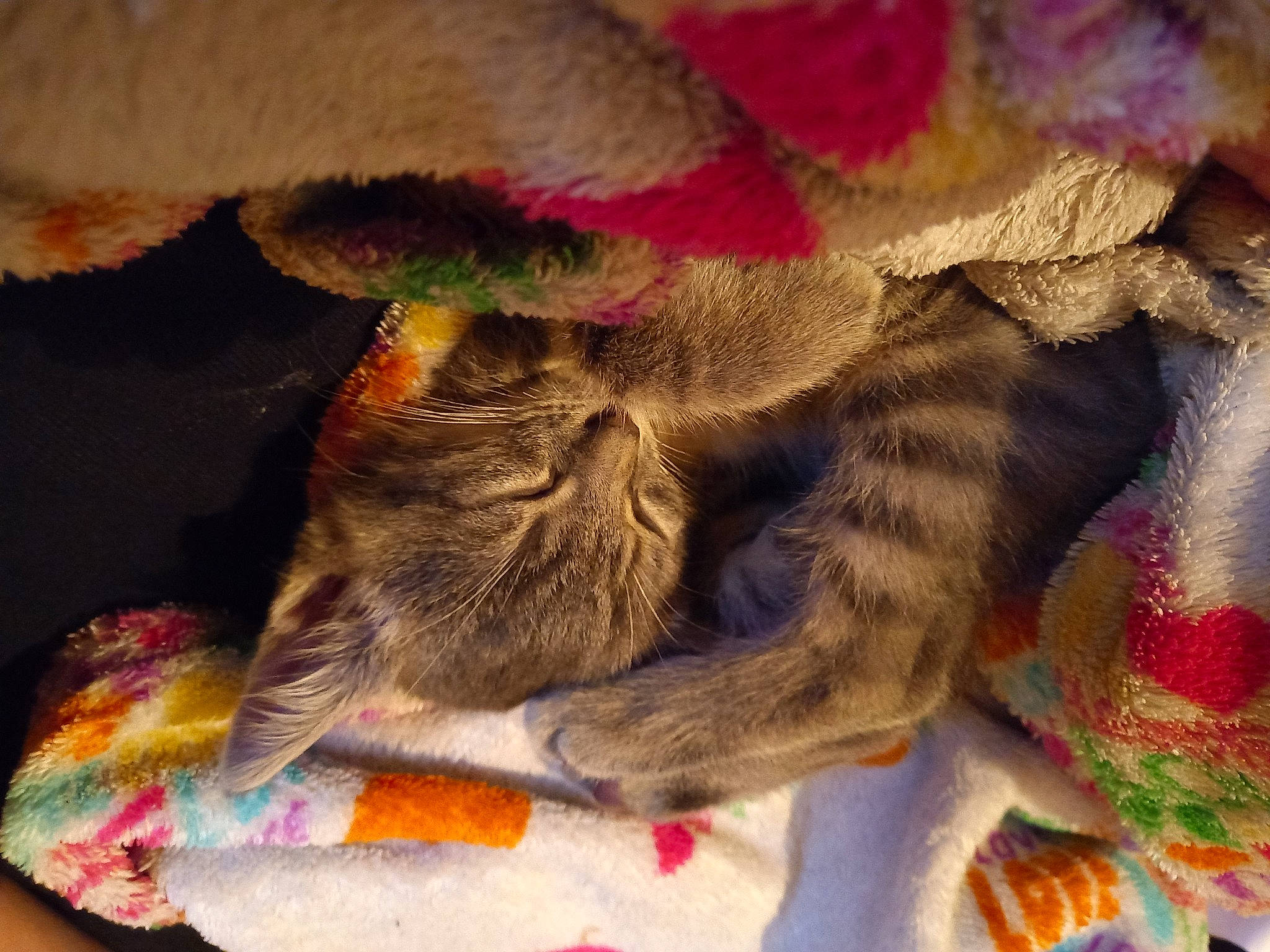 Picon participe au concours pour gagner de l'argent avec cette photo : art, carmine, cat, comfort, fashion_accessory, fawn, felidae, fur, human_leg, linens, magenta, pattern, small_to_medium_sized_cats, tail, textile, thread, tints_and_shades, visual_arts, wool, woolen