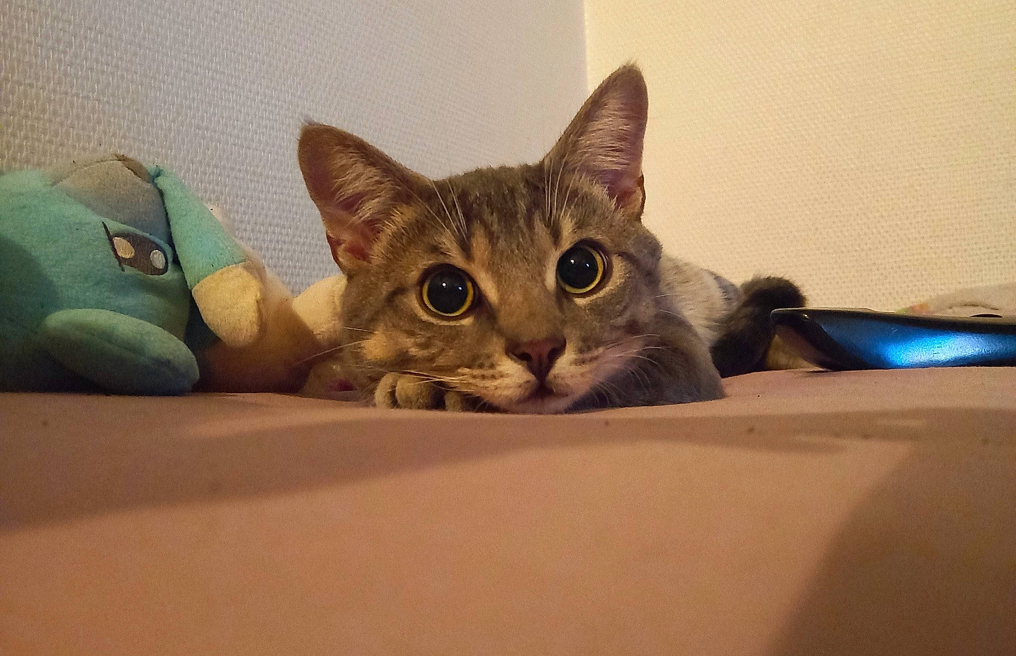 Picon a rejoint le concours — aidez-le/la à gagner de superbes lots ! bed, carnivore, cat, comfort, domestic_short_haired_cat, felidae, fur, paw, room, sitting, small_to_medium_sized_cats, snout, whiskers, window