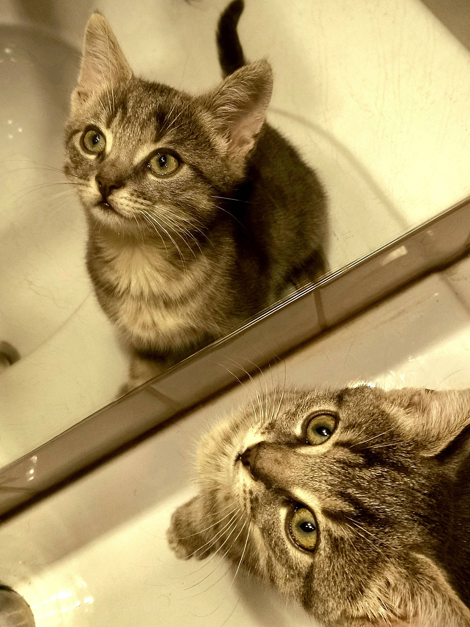 Picon participe au concours pour gagner de l'argent avec cette photo : art, carnivore, cat, domestic_short_haired_cat, ear, felidae, fur, monochrome, monochrome_photography, paw, photo_caption, small_to_medium_sized_cats, snout, whiskers, wildlife, window