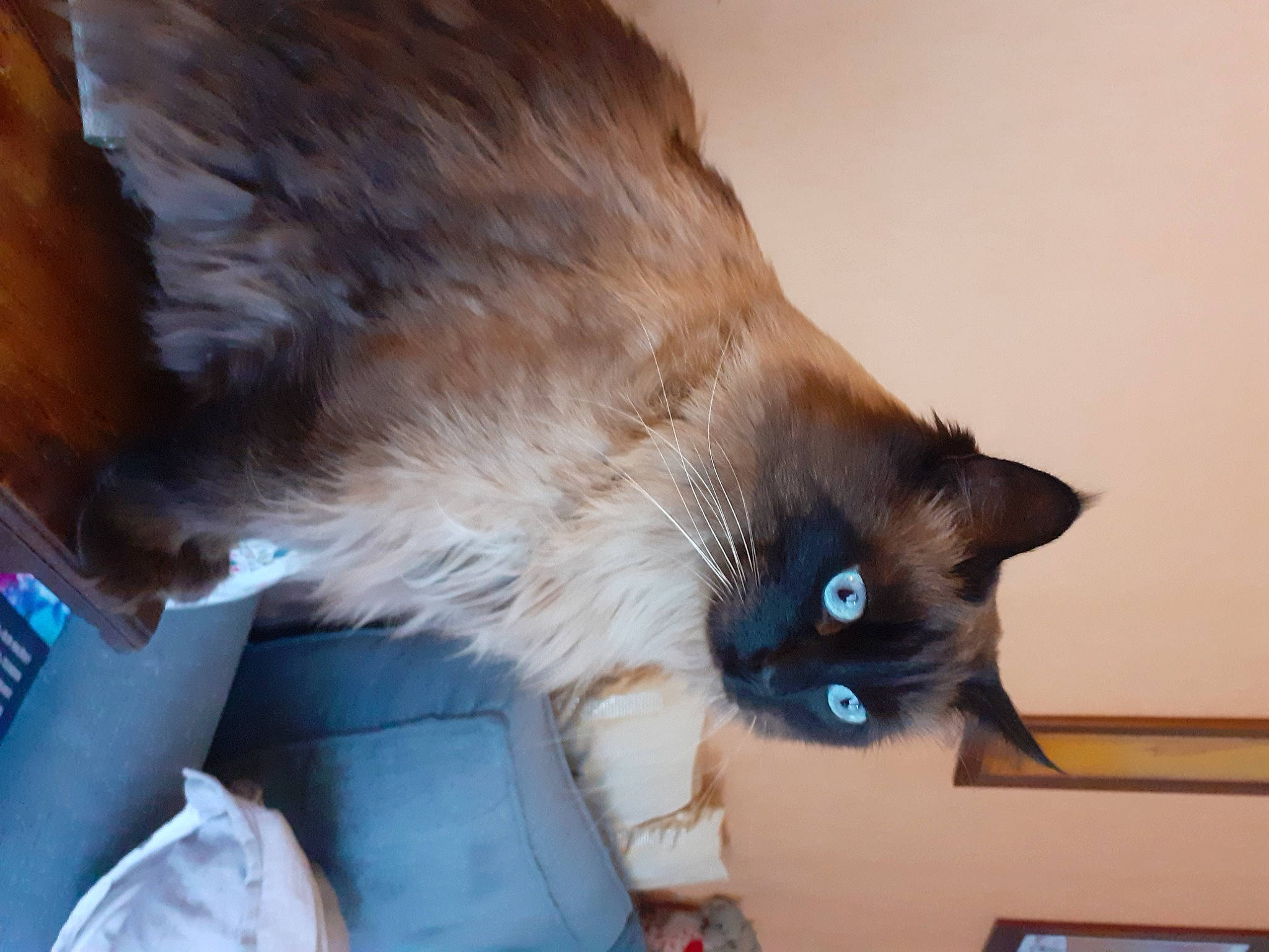 Léon participe au concours pour gagner de l'argent avec cette photo : balinese, black_cat, box, carnivore, cat, claw, domestic_short_haired_cat, fawn, felidae, fur, korat, paw, siamese, small_to_medium_sized_cats, snout, tail, thai, tonkinese, whiskers