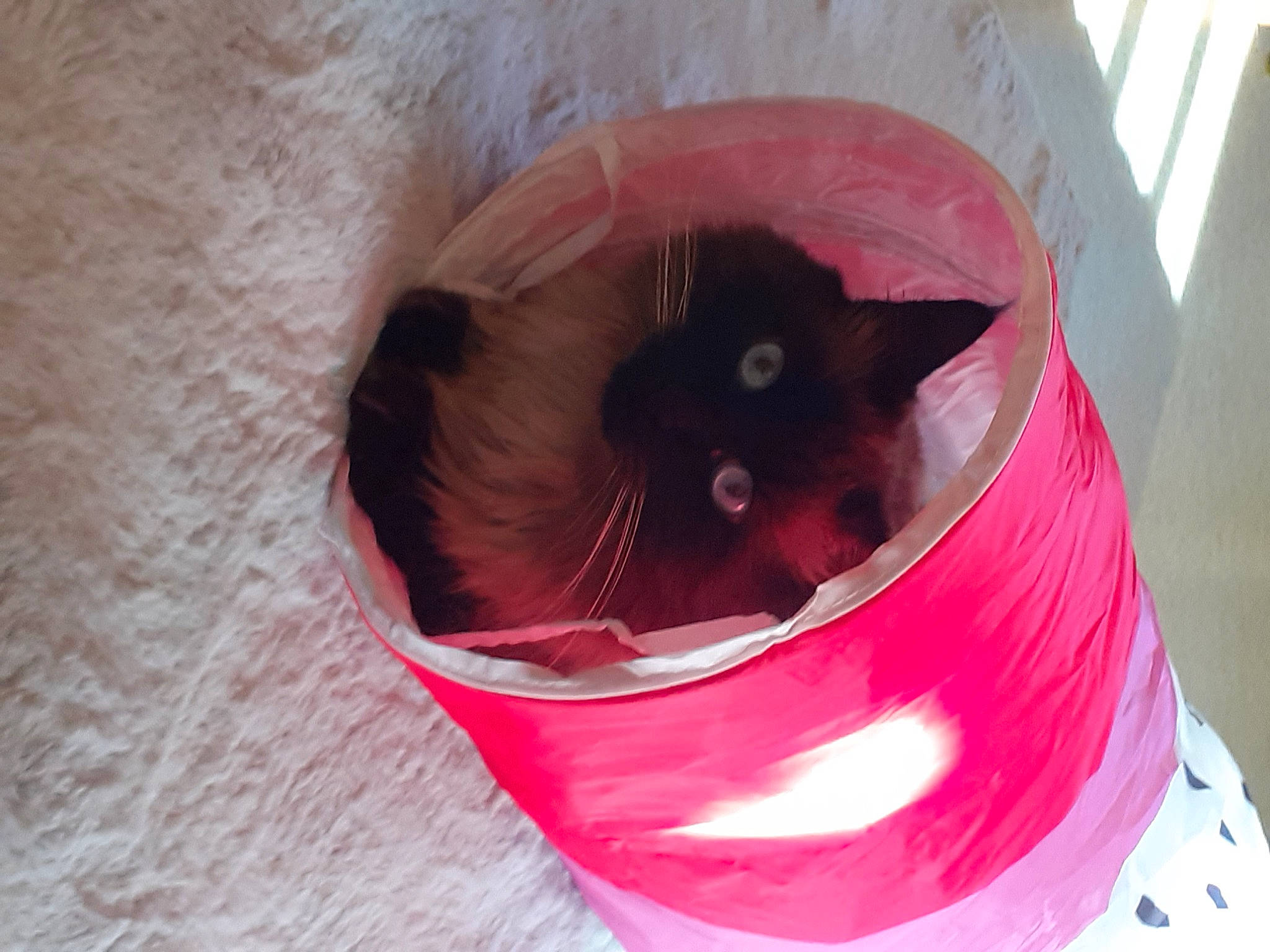 Léon participe au concours pour gagner de l'argent avec cette photo : black_cat, box, carmine, carnivore, cat, cat_bed, cat_supply, domestic_short_haired_cat, fawn, felidae, fur, magenta, paper_product, pet_supply, pink, small_to_medium_sized_cats, snout, tail, vertebrate, whiskers