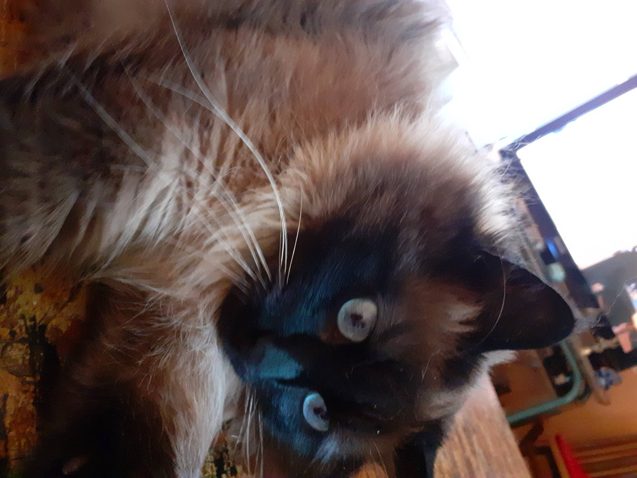 Léon a rejoint le concours — aidez-le/la à gagner de superbes lots ! balinese, black_cat, british_longhair, carnivore, cat, claw, domestic_short_haired_cat, ear, fawn, felidae, fur, iris, paw, small_to_medium_sized_cats, snout, tail, thai, tonkinese, whiskers, window