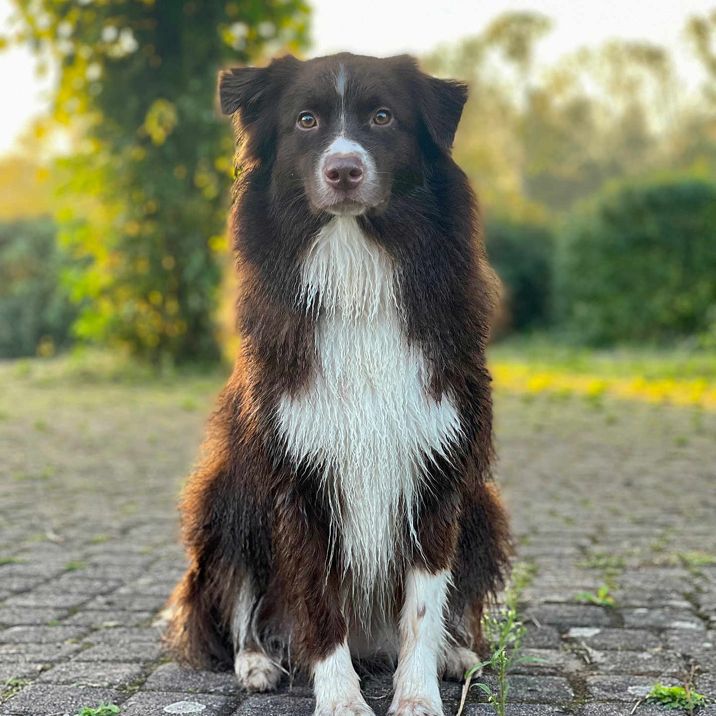 Shelsy a rejoint le concours — aidez-le/la à gagner de superbes lots ! animal, canine, city, cobblestone, collie, dog, flagstone, grass, hound, path, pet, plant, pointer, puppy, road, rock, sidewalk, terrier, tree, walkway