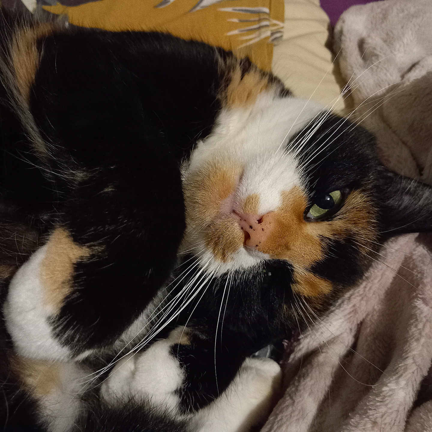 Ruby participe au concours pour gagner de l'argent avec cette photo : animal, blanket, calico, cat, closeup, cozy, cute, cute_pet, domestic, feline, fur, indoor, mammal, paws, pet, relaxed, resting, sleepy, soft, whiskers
