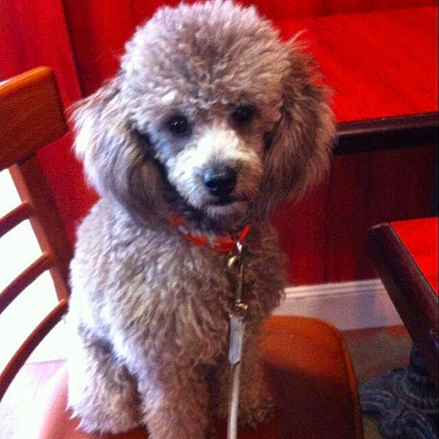 Iona participe au concours pour gagner de l'argent avec cette photo : canidae, carnivore, companion_dog, dog, dog_breed, goldendoodle, maltepoo, mammal, miniature_poodle, non_sporting_group, poodle, poodle_crossbreed, sporting_group, standard_poodle, terrier, toy_dog, toy_poodle, vertebrate