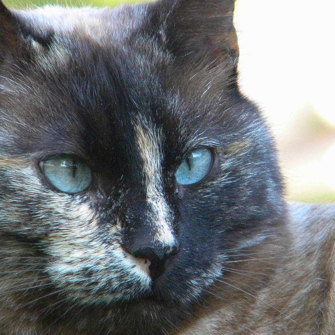 Kylia
