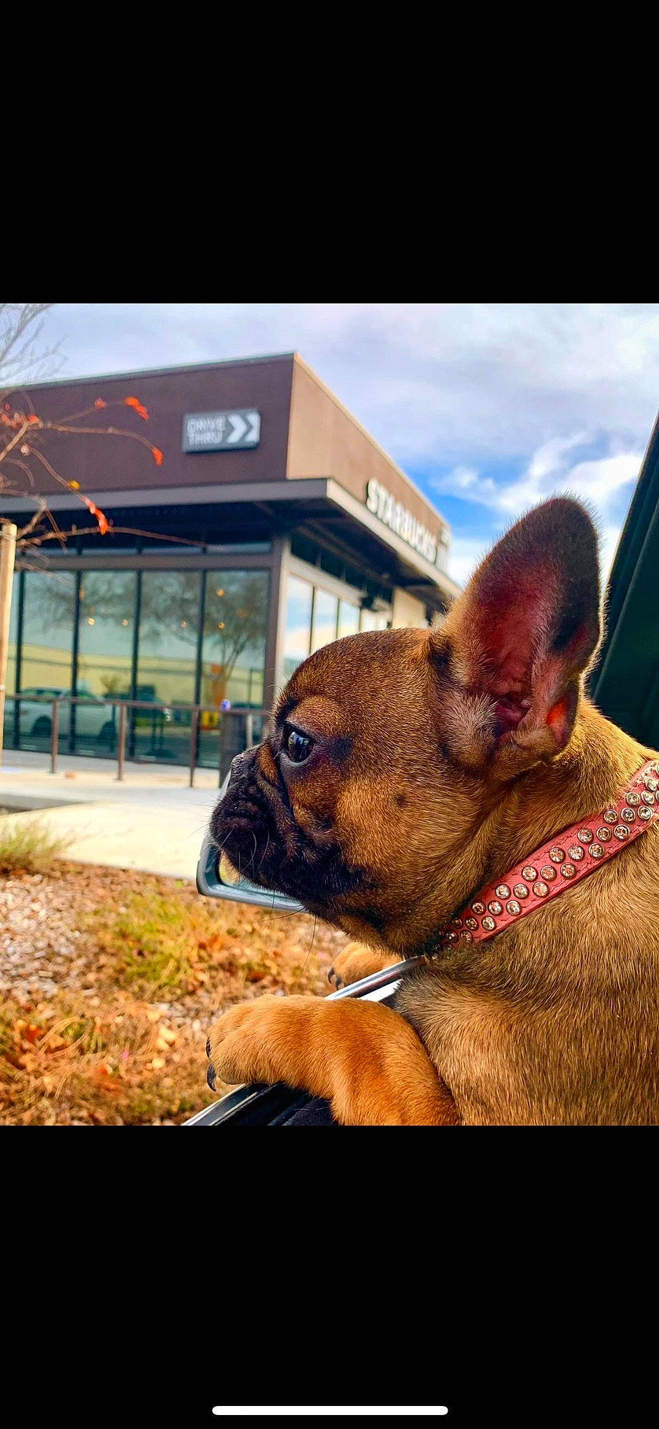 Cardi is registered to the contest to win money with this photo: carnivore, cloud, collar, companion_dog, dog, dog_breed, ear, fawn, grass, liver, livestock, meat, plant, sky, snout, sporting_group, terrestrial_animal, whiskers, working_animal, wrinkle