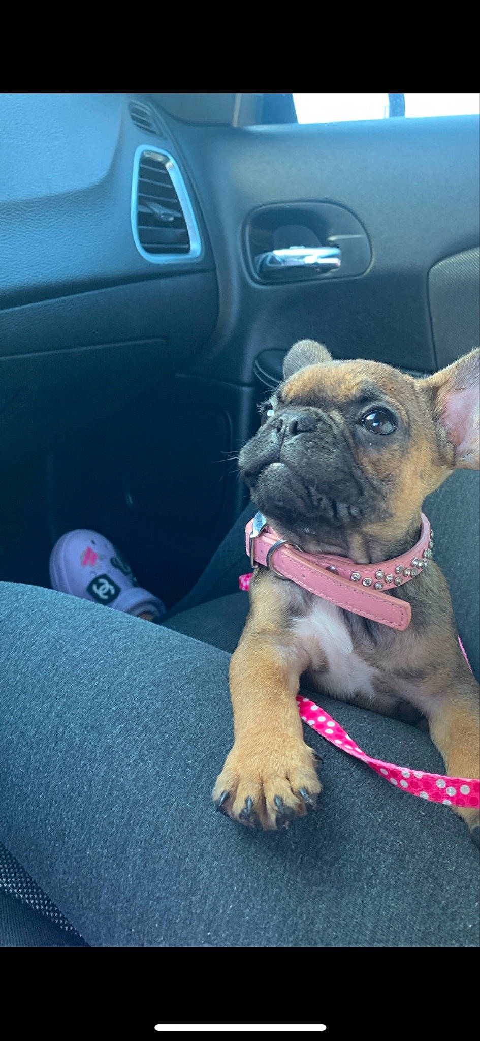 Cardi is registered to the contest to win money with this photo: auto_part, bulldog, carnivore, collar, companion_dog, dog, dog_breed, dog_collar, electric_blue, family_car, fawn, molosser, motor_vehicle, pug, snout, sporting_group, toy_dog, vehicle_door, working_animal, wrinkle