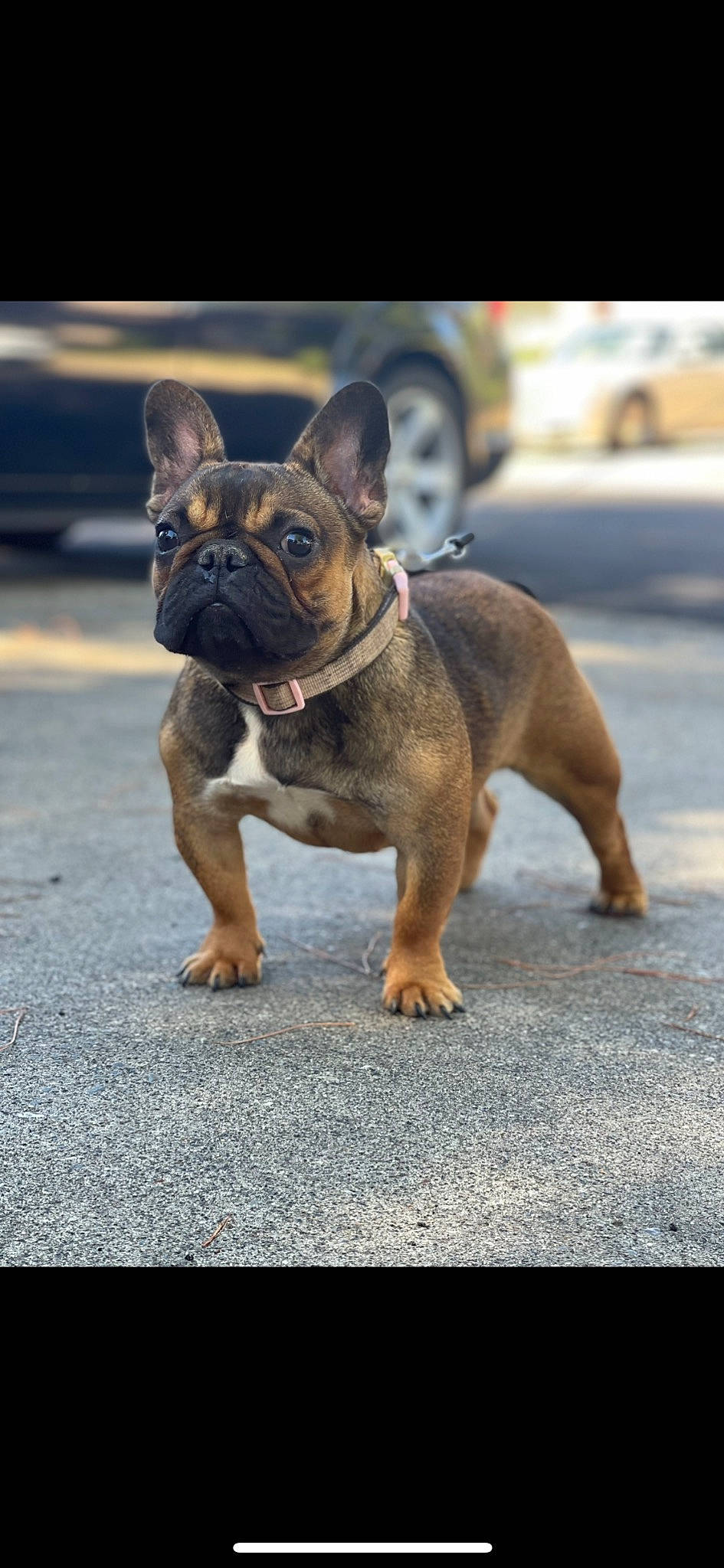 Cardi is registered to the contest to win money with this photo: bulldog, canidae, carnivore, collar, companion_dog, dog, dog_breed, dog_collar, ear, fashion_accessory, fawn, french_bulldog, molosser, road_surface, snout, sporting_group, terrestrial_animal, toy_dog, working_animal, wrinkle