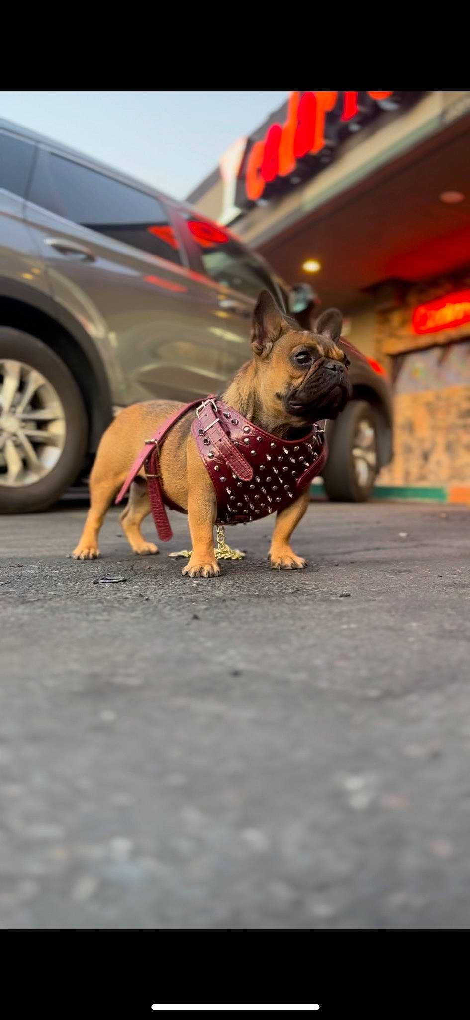 Cardi is registered to the contest to win money with this photo: asphalt, automotive_design, automotive_tire, car, carnivore, companion_dog, dog, dog_breed, dress, fawn, road, road_surface, sidewalk, snout, tire, toy, vehicle, vehicle_door, wheel, working_animal