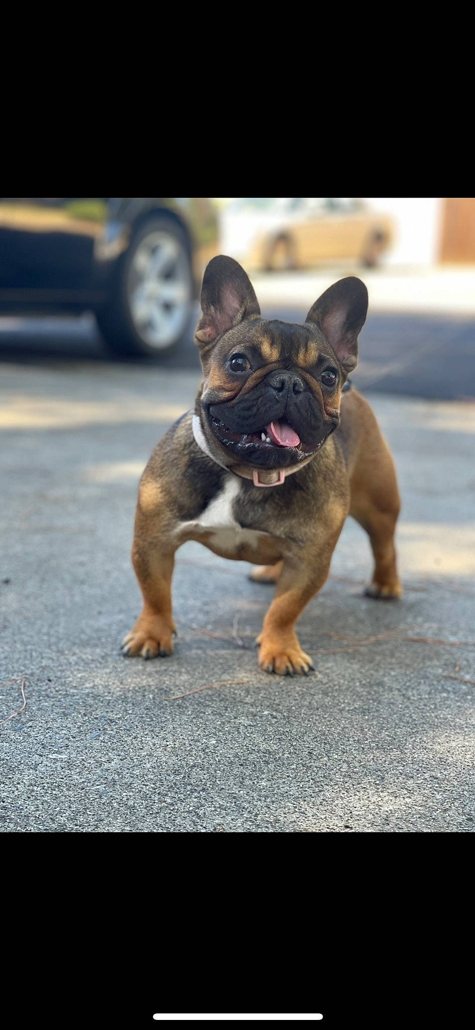 Cardi is registered to the contest to win money with this photo: bulldog, carnivore, collar, companion_dog, dog, dog_breed, dog_collar, ear, fawn, french_bulldog, road_surface, snout, sporting_group, street, terrestrial_animal, tire, toy_dog, wheel, whiskers, wrinkle
