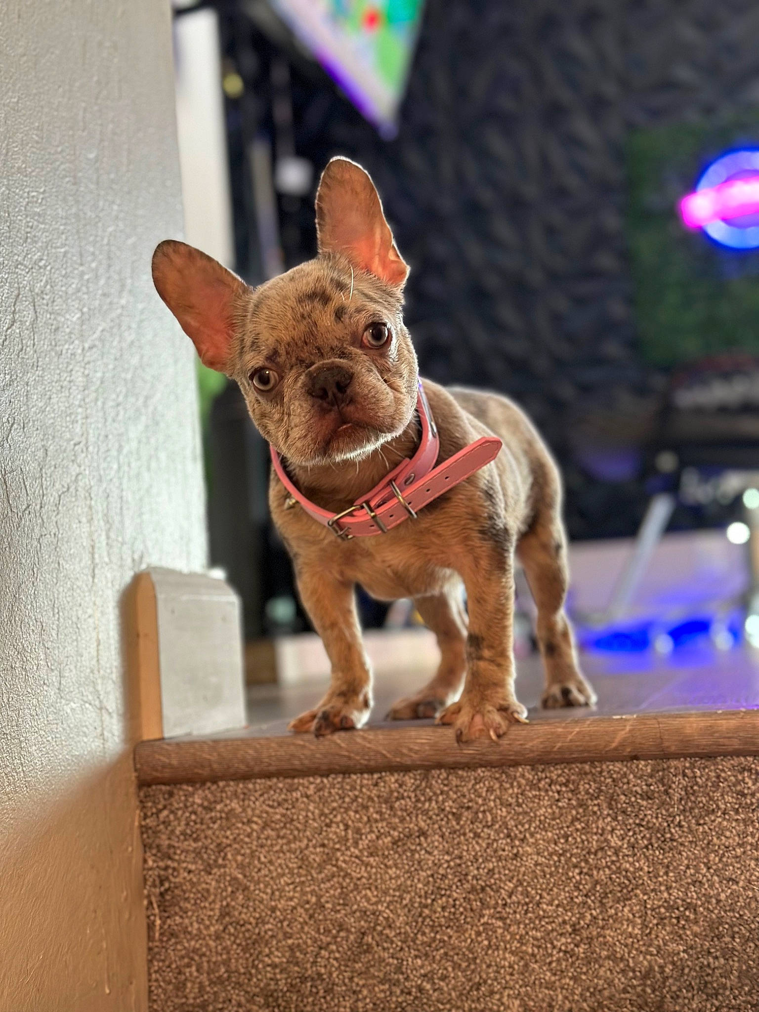 Peaches is registered to the contest to win money with this photo: canidae, carnivore, companion_dog, dog, dog_breed, dog_supply, ear, event, fawn, liver, pet_supply, pink, snout, sporting_group, terrestrial_animal, toy, toy_dog, whiskers, wood, working_animal