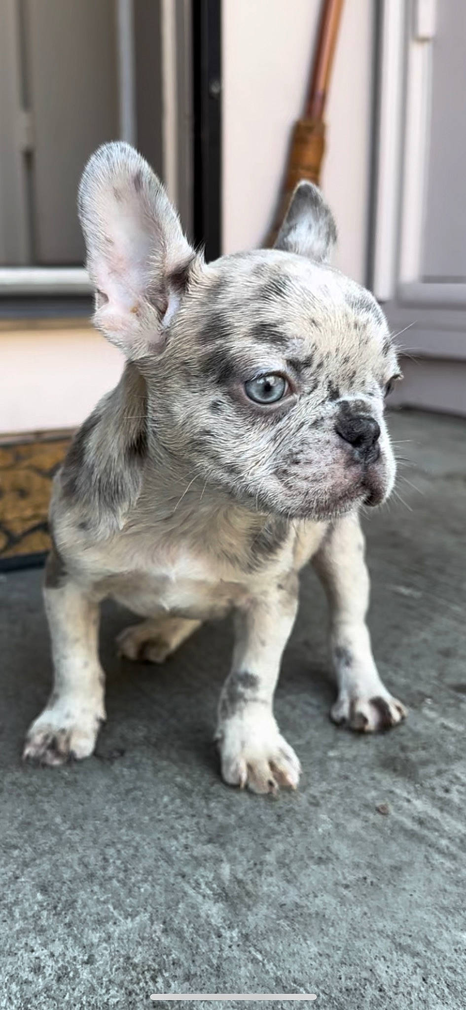 Peaches is registered to the contest to win money with this photo: canidae, carnivore, collar, companion_dog, dog, dog_breed, ear, fawn, fur, non_sporting_group, snout, sporting_group, terrestrial_animal, toy_dog, whiskers, working_animal, wrinkle