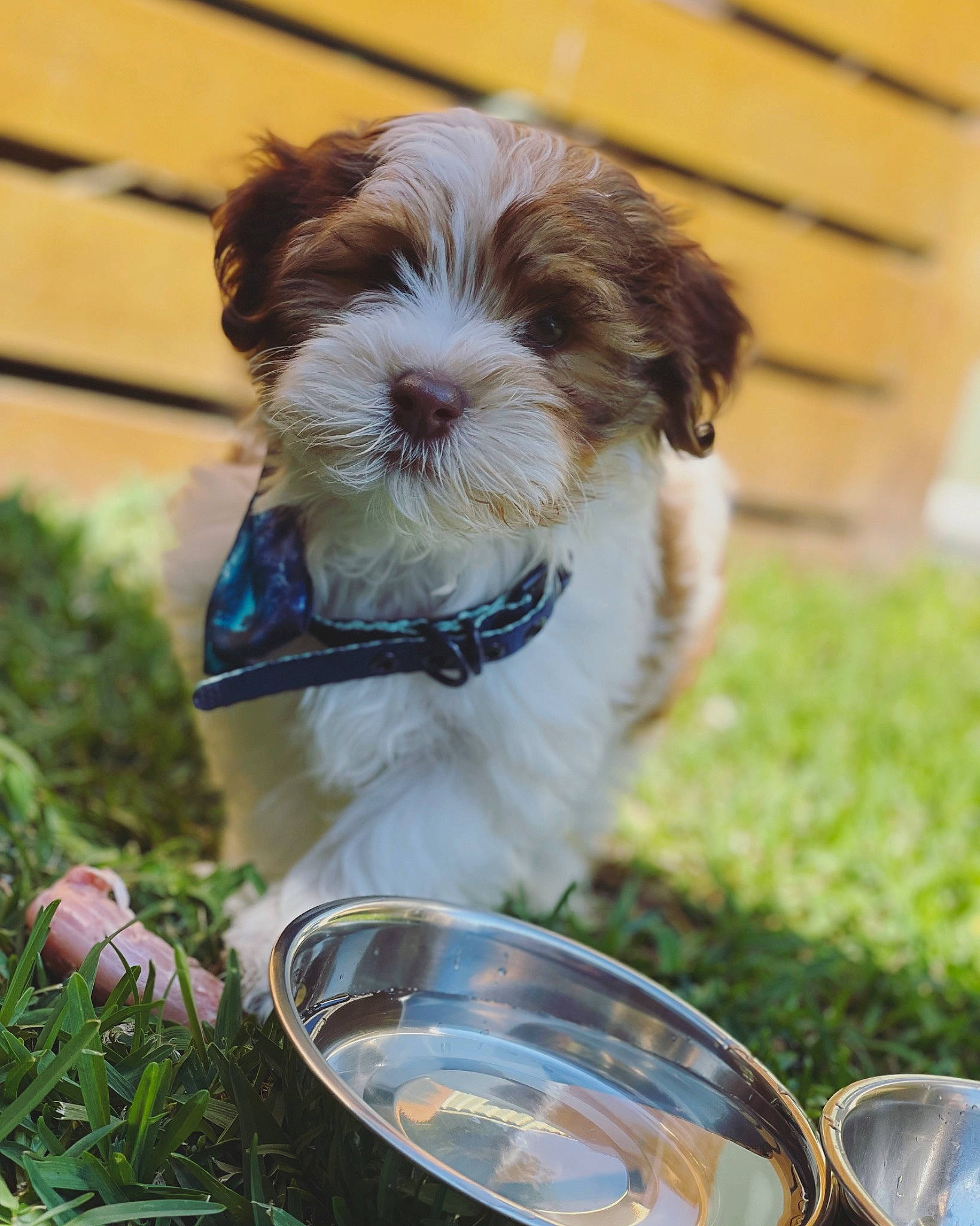 Olive is registered to the contest to win money with this photo: canidae, carnivore, collar, companion_dog, dog, dog_breed, dog_collar, dog_supply, grass, kitchen_utensil, liver, pet_supply, plant, serveware, shih_tzu, small_terrier, sporting_group, tableware, terrier, toy_dog