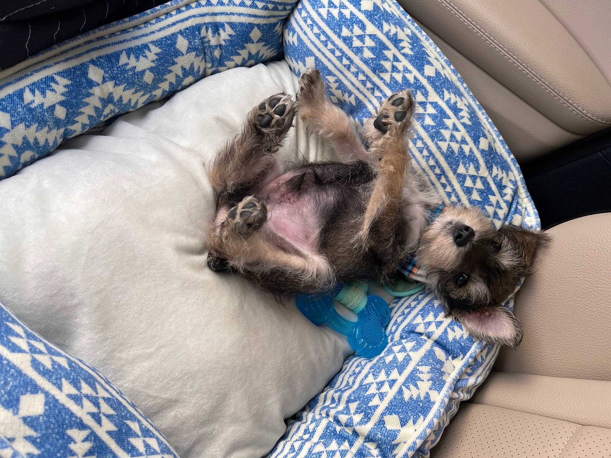 Georgie joined the competition — help win amazing prizes! blue, canidae, carnivore, comfort, companion_dog, couch, dog_breed, domestic_short_haired_cat, fawn, felidae, fur, grey, linens, nap, paw, sleep, small_to_medium_sized_cats, snout, sporting_group, whiskers