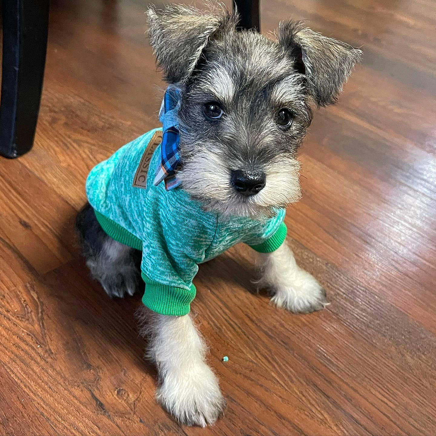 Georgie joined the competition — help win amazing prizes! carnivore, companion_dog, dog, dog_breed, dog_clothes, dog_collar, dog_supply, flooring, hardwood, laminate_flooring, small_terrier, snout, standard_schnauzer, terrier, toy_dog, varnish, wood, wood_flooring, wood_stain, working_animal