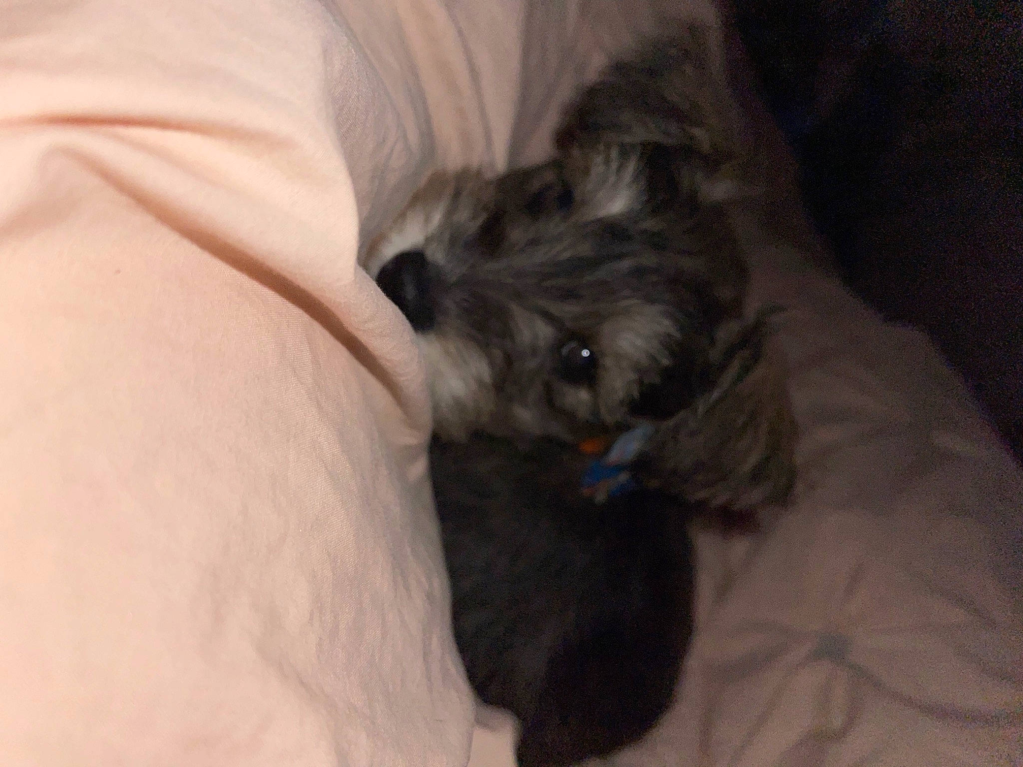 Georgie joined the competition — help win amazing prizes! bed, canidae, carnivore, comfort, companion_dog, dog, dog_breed, dog_supply, fawn, felidae, fur, grey, liver, nap, small_terrier, small_to_medium_sized_cats, snout, sporting_group, toy_dog, working_animal