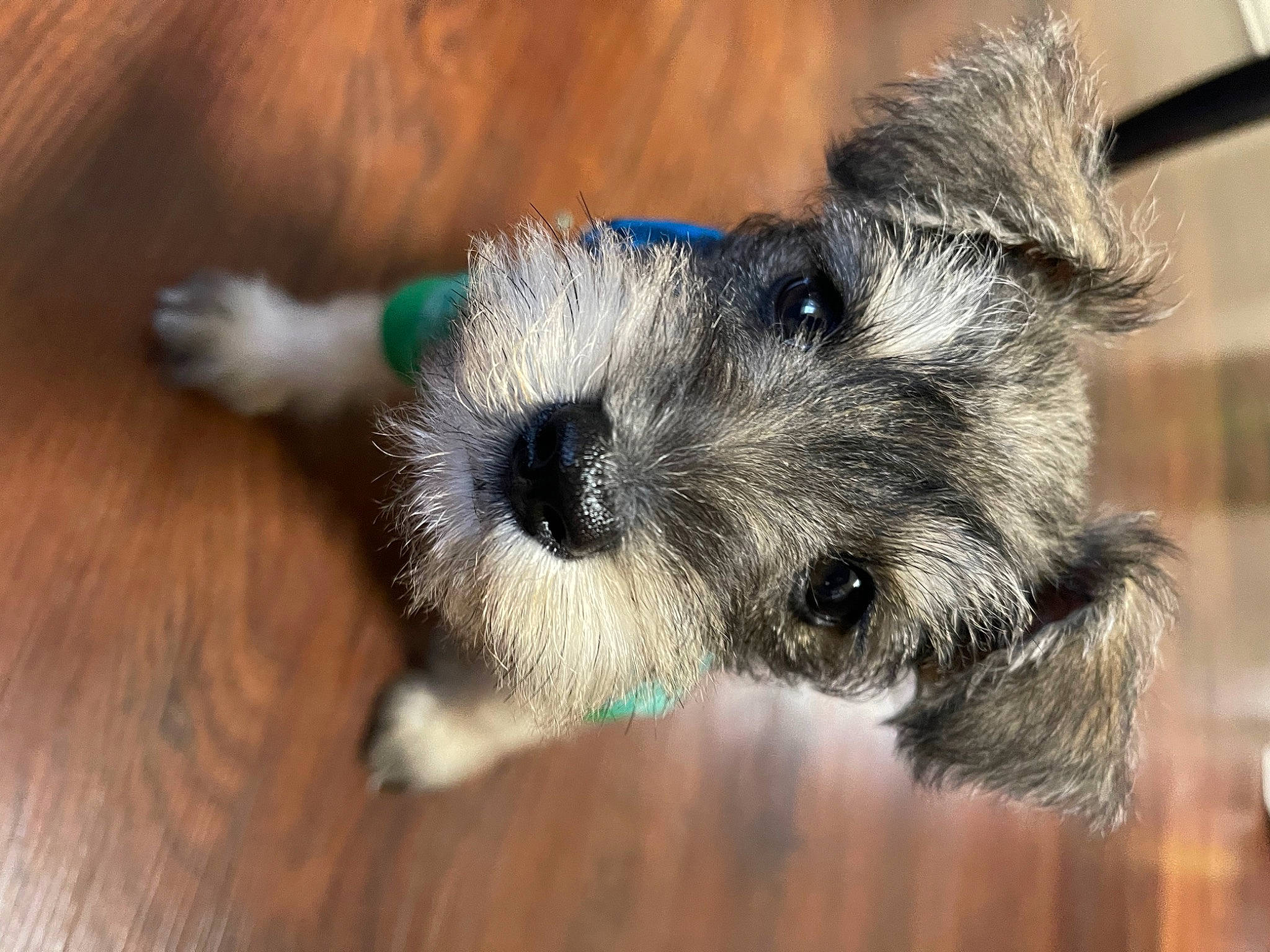 Georgie joined the competition — help win amazing prizes! canidae, carnivore, companion_dog, dog, dog_breed, dog_supply, fur, hardwood, schnauzer, small_terrier, snout, sporting_group, standard_schnauzer, terrier, toy, toy_dog, varnish, whiskers, wood, working_animal