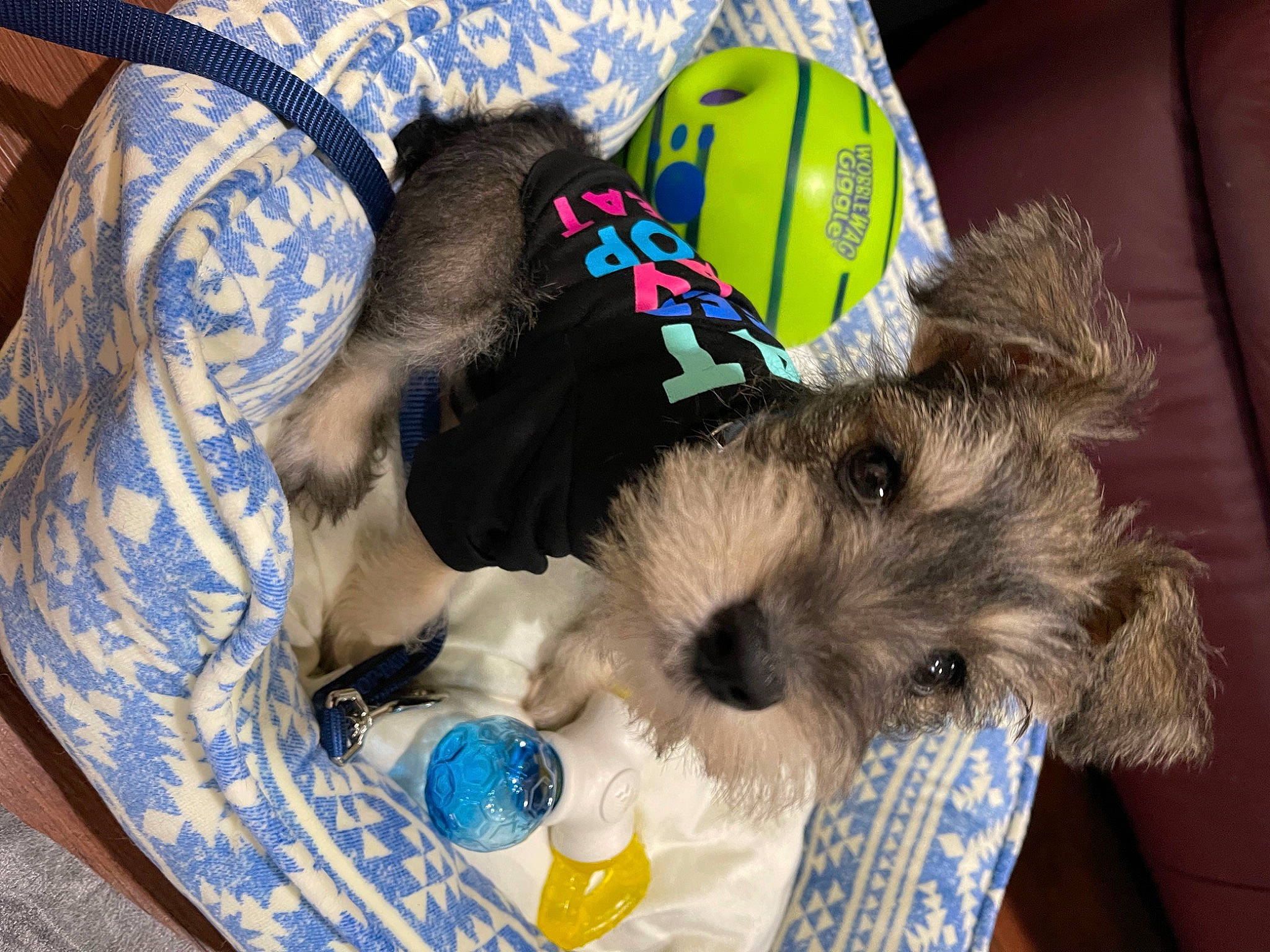 Georgie joined the competition — help win amazing prizes! blue, carnivore, collar, comfort, companion_dog, dog, dog_bed, dog_breed, dog_clothes, dog_supply, fur, pet_supply, small_terrier, snout, sporting_group, stuffed_toy, terrier, toy, toy_dog, working_animal