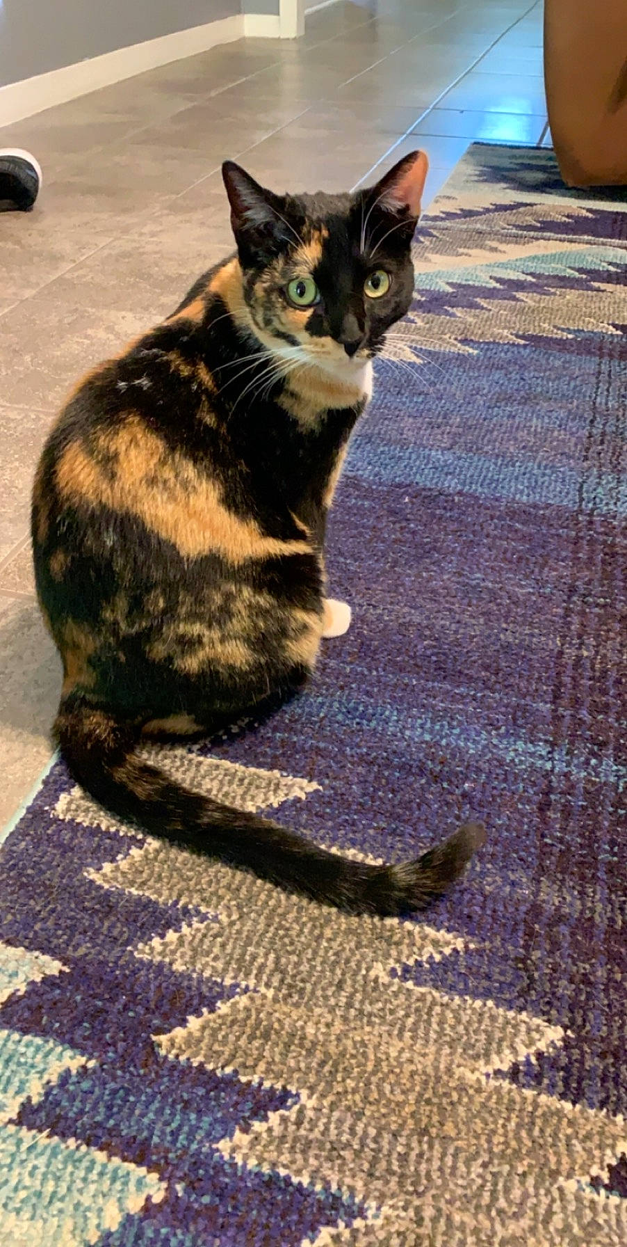 Piper is registered to the contest to win money with this photo: art, black_cat, carnivore, cat, domestic_short_haired_cat, felidae, flooring, foot, fur, pattern, paw, road_surface, shadow, sitting, small_to_medium_sized_cats, tail, terrestrial_animal, whiskers, woven_fabric