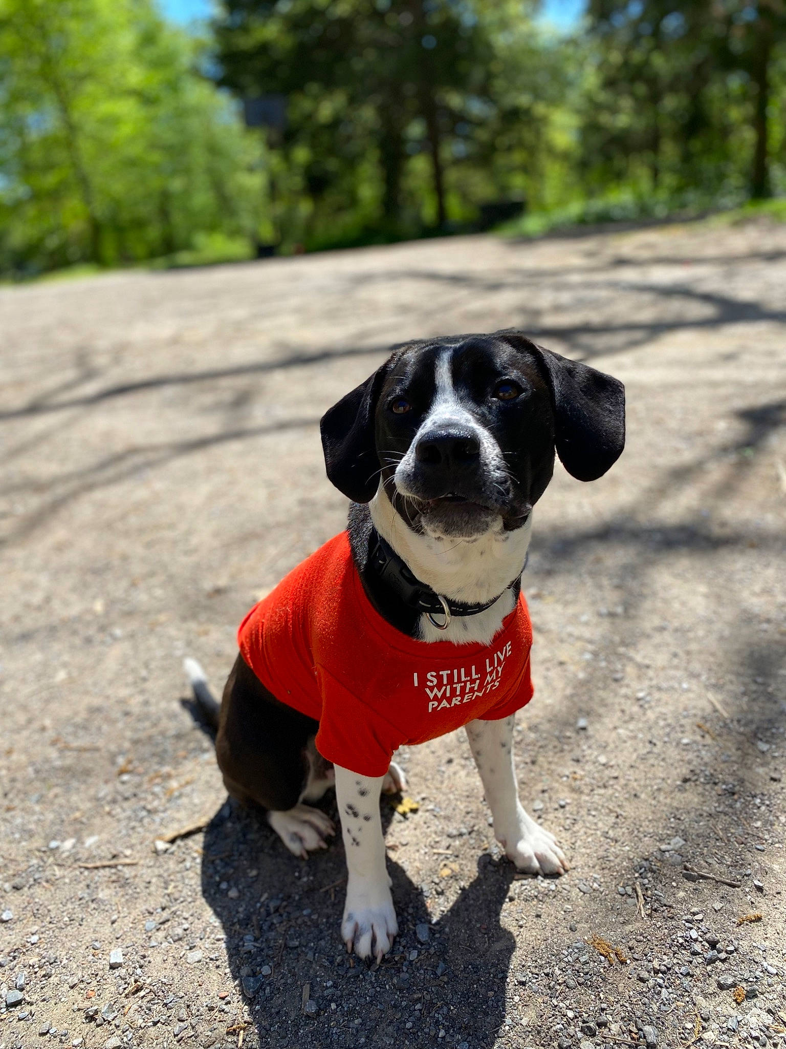 Marshall is registered to the contest to win money with this photo: asphalt, canidae, carnivore, collar, companion_dog, dog, dog_breed, dog_collar, dog_supply, fawn, grass, leash, pet_supply, plant, road_surface, snout, sporting_group, tail, tree, working_animal