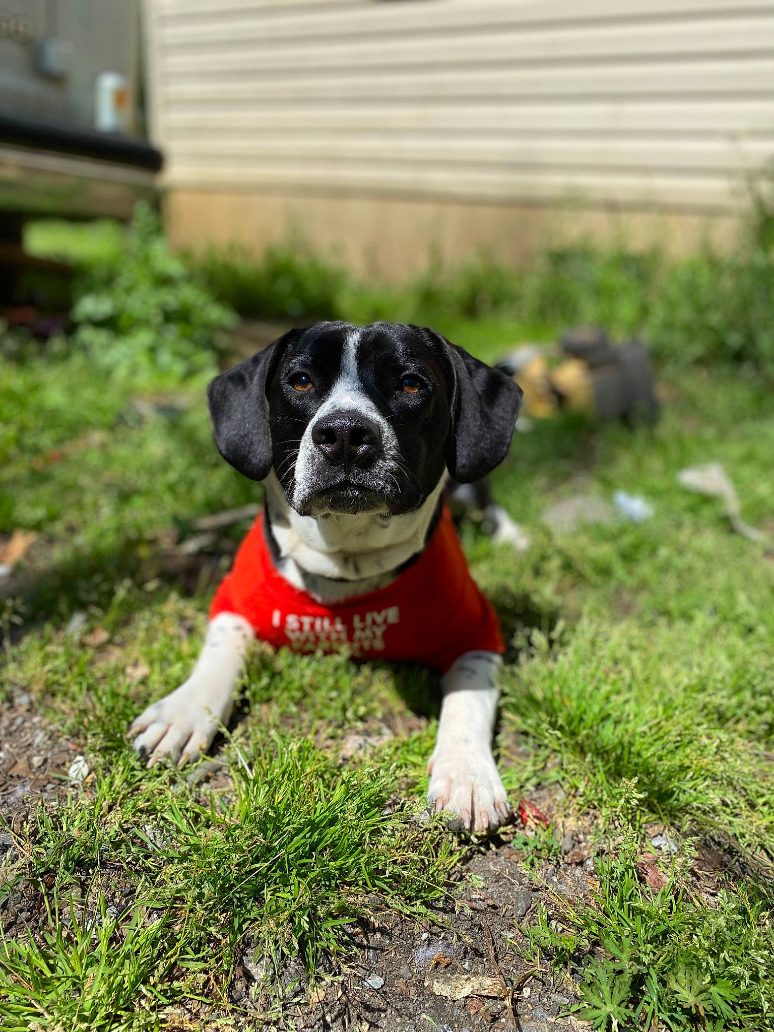Marshall joined the competition — help win amazing prizes! ball, canidae, carnivore, companion_dog, dog, dog_breed, fawn, garden, grass, groundcover, non_sporting_group, plant, puggle, puppy, snout, soil, tail, working_animal, working_dog, yard