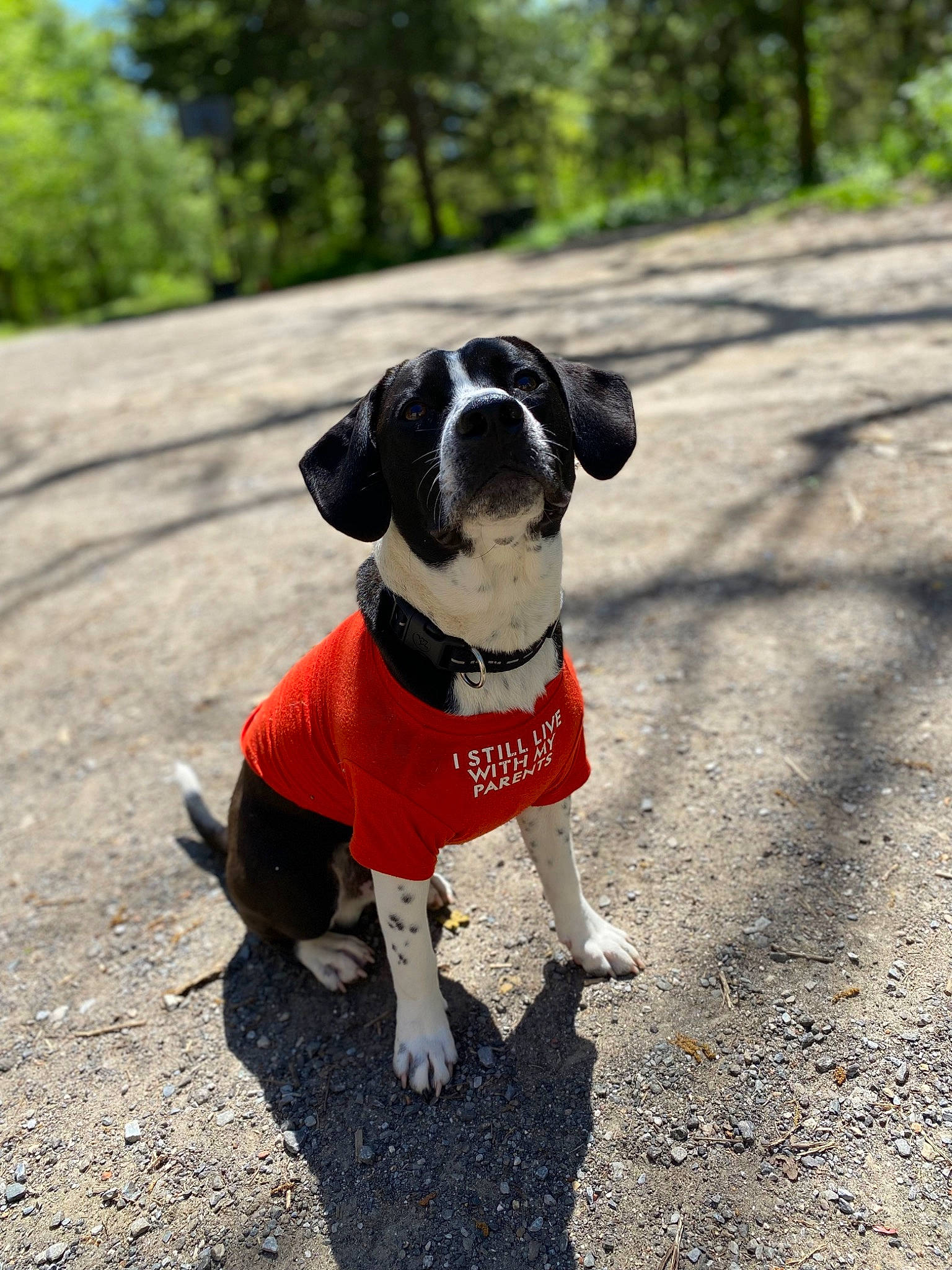 Marshall joined the competition — help win amazing prizes! adventure, carnivore, collar, companion_dog, dog, dog_breed, dog_clothes, dog_collar, dog_supply, fashion_accessory, fawn, grass, leash, pet_supply, plant, tail, terrier, tree, working_animal, working_dog