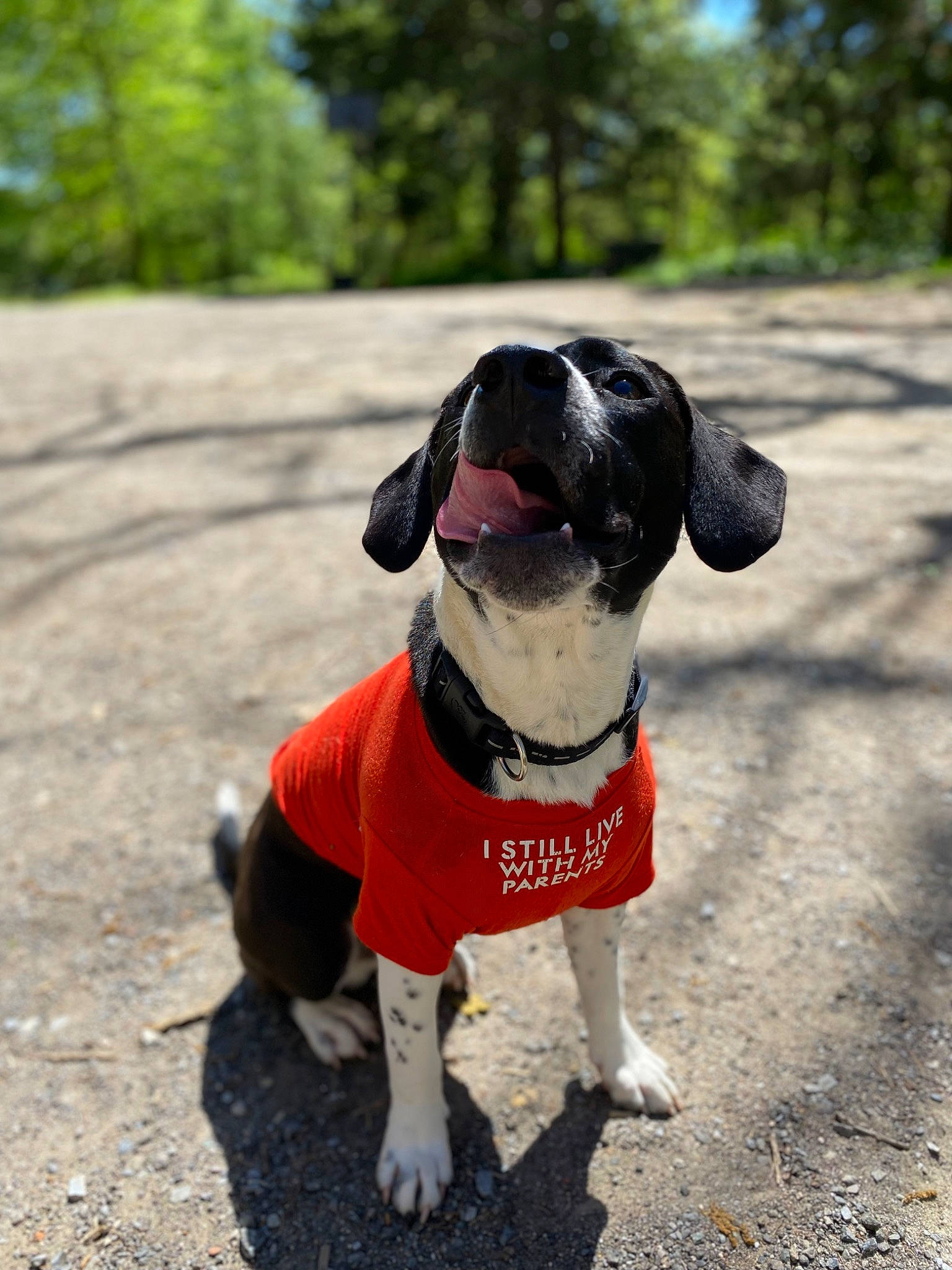 Marshall is registered to the contest to win money with this photo: asphalt, carnivore, collar, companion_dog, dog, dog_breed, dog_clothes, dog_collar, dog_supply, fawn, grass, leash, pet_supply, plant, road_surface, snout, sporting_group, sunglasses, tail, tree