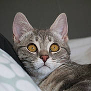 Aria a rejoint le concours — aidez-le/la à gagner de superbes lots ! alert, bed, cat, close_up, domestic_animal, ears, face, fur_texture, golden_eyes, gray_fur, indoor, nose, pet, pillow, portrait, relaxed, soft_light, tabby, whiskers, wide_eyed