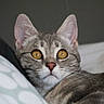 alert, bed, cat, close_up, domestic_animal, ears, face, fur_texture, golden_eyes, gray_fur, indoor, nose, pet, pillow, portrait, relaxed, soft_light, tabby, whiskers, wide_eyed