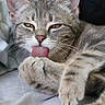 Aria participe au concours pour gagner de l'argent avec cette photo : bedding, blanket, cat, closeup, cute, domestic, ears, eyes, fur, grooming, indoor, kitten, licking, paw, pet, portrait, sleepy, tabby, tongue_out, whiskers