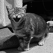 Aria participe au concours pour gagner de l'argent avec cette photo : animal, black_and_white, cat, curtain, cute, domestic, eyes_closed, feline, fur, indoor, kitten, mouth_open, paws, pet, scratch_pad, small, standing, tabby, texture, whiskers