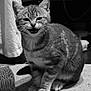 animal, black_and_white, carpet, cat, close_up, cute, domestic, feline, fur, indoor, kitten, meowing, pet, playful, portrait, scratching_post, sitting, tabby, whiskers, young