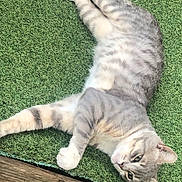 Tom participe au concours pour gagner de l'argent avec cette photo : animal, artificial_grass, cat, close_up, curious, cute, daylight, domestic_cat, fur, gray_tabby, green, lying_down, mammal, nature, outdoor, pet, relaxed, resting, stretching, whiskers