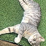 animal, artificial_grass, cat, close_up, curious, cute, daylight, domestic_cat, fur, gray_tabby, green, lying_down, mammal, nature, outdoor, pet, relaxed, resting, stretching, whiskers