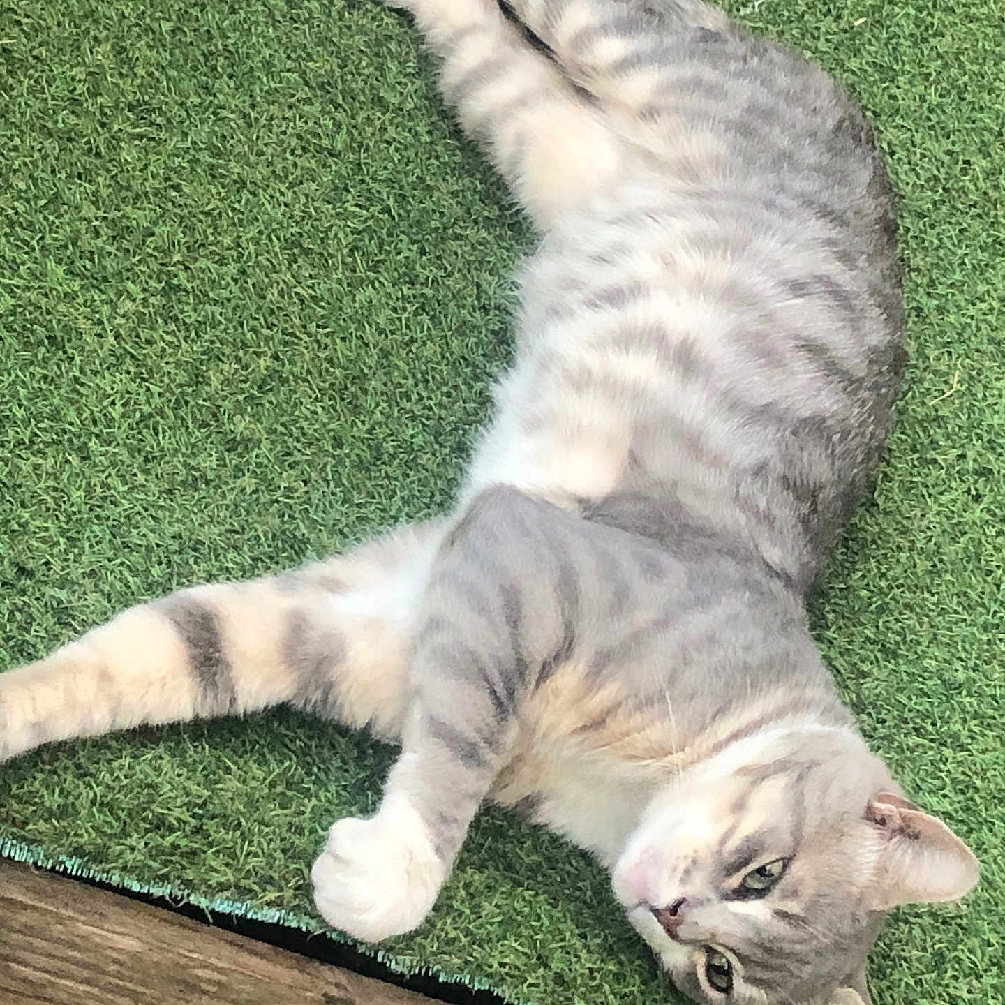 Tom