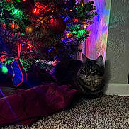 Jagger is registered to the contest to win money with this photo: animal, carpet, cat, christmas_lights, christmas_tree, colorful_lights, cozy, decorations, feline, festive, festivity, holiday_decor, home, indoor, ornaments, pet, relaxing, soft_lighting, tabby_cat, wall