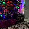 animal, carpet, cat, christmas_lights, christmas_tree, colorful_lights, cozy, decorations, feline, festive, festivity, holiday_decor, home, indoor, ornaments, pet, relaxing, soft_lighting, tabby_cat, wall
