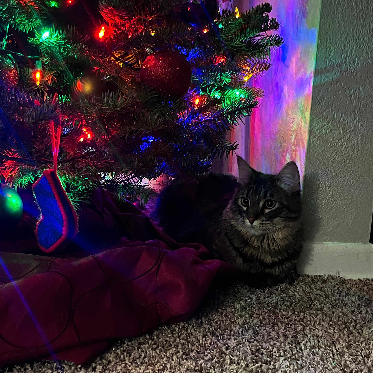 Jagger is registered to the contest to win money with this photo: animal, carpet, cat, christmas_lights, christmas_tree, colorful_lights, cozy, decorations, feline, festive, festivity, holiday_decor, home, indoor, ornaments, pet, relaxing, soft_lighting, tabby_cat, wall