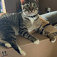 Odie joined the competition — help win amazing prizes! cat, tabby, green_eyes, indoor, cardboard_box, feline, pet, relaxed, alert, striped_fur, white_paws, curious, animal, domestic_cat, sitting, closeup, household, furniture, cozy, soft_lighting