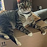 cat, tabby, green_eyes, indoor, cardboard_box, feline, pet, relaxed, alert, striped_fur, white_paws, curious, animal, domestic_cat, sitting, closeup, household, furniture, cozy, soft_lighting