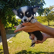 Ava a rejoint le concours — aidez-le/la à gagner de superbes lots ! puppy, dog, animal, pet, outdoor, grass, tree, hand, holding, cute, small, black_and_white, nature, sunlight, young, fur, paw, canine, adorable, resting