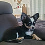 Ava participe au concours pour gagner de l'argent avec cette photo : puppy, dog, chihuahua, black_and_white, small_dog, couch, indoor, living_room, ears, cute, pet, fur, sitting, furniture, decor, plant, mirror, relaxing, young, animal