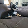Ava a rejoint le concours — aidez-le/la à gagner de superbes lots ! puppy, dog, black_and_white, small_dog, couch, indoor, pet, fur, ears, side_view, cute, home, cozy, resting, animal, domestic_animal, living_room, soft_light, young, alert