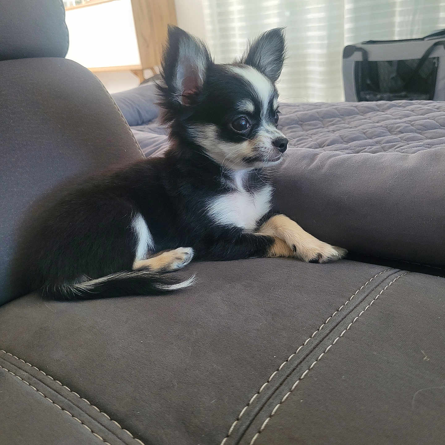 Ava a rejoint le concours — aidez-le/la à gagner de superbes lots ! alert, animal, black_and_white, couch, cozy, cute, dog, domestic_animal, ears, fur, home, indoor, living_room, pet, puppy, resting, side_view, small_dog, soft_light, young