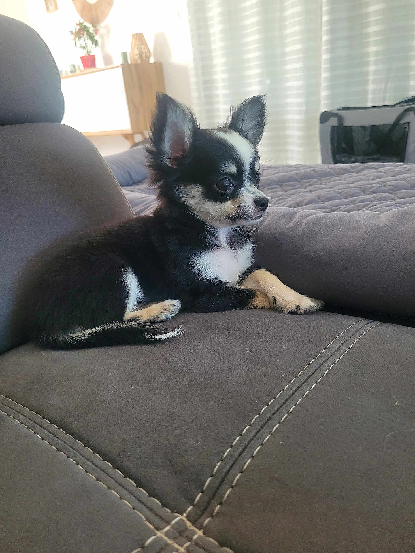 Ava a rejoint le concours — aidez-le/la à gagner de superbes lots ! puppy, dog, black_and_white, small_dog, couch, indoor, pet, fur, ears, side_view, cute, home, cozy, resting, animal, domestic_animal, living_room, soft_light, young, alert