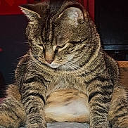 Gizmo joined the competition — help win amazing prizes! animal, cat, chubby, closeup, contemplative, cute, domestic, ears, feline, fluffy, fur, indoor, mammal, pet, portrait, relaxed, sitting, striped_fur, tabby, whiskers