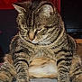 animal, cat, chubby, closeup, contemplative, cute, domestic, ears, feline, fluffy, fur, indoor, mammal, pet, portrait, relaxed, sitting, striped_fur, tabby, whiskers