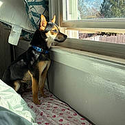 Draco joined the competition — help win amazing prizes! dog, window, bed, pillow, sunlight, indoor, collar, pet, animal, fence, tree, blanket, resting, looking_out, side_view, daylight, canine, house, quiet, curious