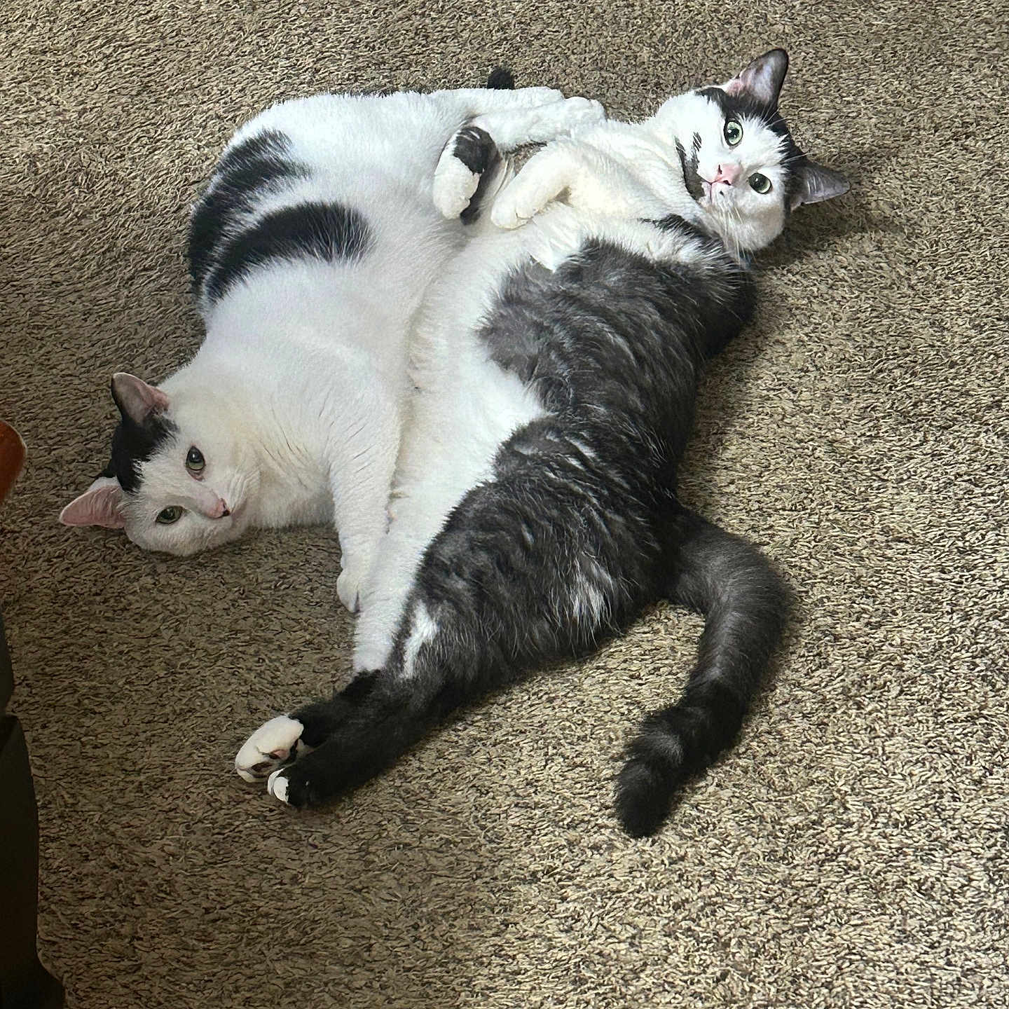 Loki And Naughty